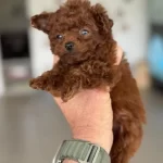 Çok Özel Tiny Kore Poodle Yavrularımız Ziyarete Açık