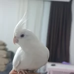 Albino Sultan Papağanı