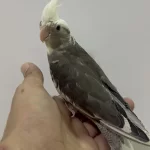 Yavru Sultan Papağanlar