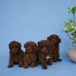 İrk Garantili Toy Poodle Yavrulari