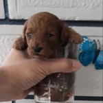 Evde Doğup Büyüyen Kore Poodle