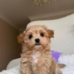 Efsane Kore Maltipoo Yavrular