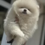 Show Kalite Teddy Face Pomeranian Boo Yavrularımız