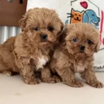 Petmode Köpek Çiftliğinde Ziyarete Açık Maltipoo