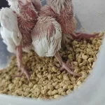 Albino El Besleme Sultan Papağanı