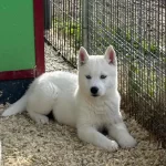 Husky Sibirya Yavrulari