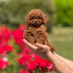Harika Toy Poodle Yavrularımız