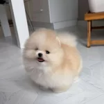 Orange Pomeranian Yavrular