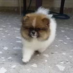 Üst Kaliteli Garantili Pomeranian Boo Dişi