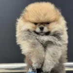 Petmode Köpek Çiftliğinden Tea Cup Teddy Pomeranian