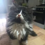 Erkek Bi Color British Longhair