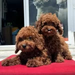 Ankranın En Elit Toy Poodle Yavruları Ziyarete Açık
