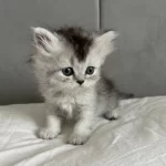 British Longhair Yavru Kedimiz