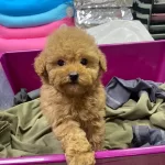 Red Brown A Kalite Orjinal Toy Poodle Yavrular