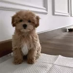 Maltipoo Erkek Xs Kilo Ve Sağlık Garantili