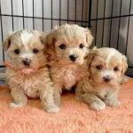 Maltipoo Cinsi Sevimli Yavrular 0 Numara 7780