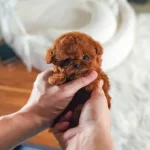 Orjinal Kore Kan Poodle