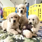 Orjinal Golden Retriever Yavruları