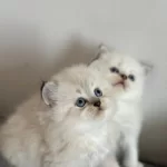 British Longhair Yavrular