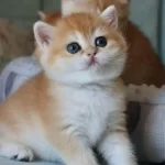 Portakal Renginde Golden British Shorthair