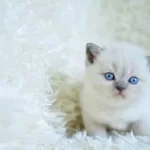 Muhteşem Blue Point British Shorthair