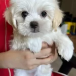Maltese Terrier Kar Beyaz Mini Yavrularımız