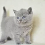 Küt Kafa Gri British Shorthair