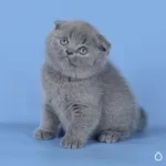 Kulaksız Gri Scottish Fold Shorthair