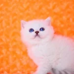 Masmavi Gözlü Ns1133 British Shorthair