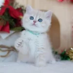 Güneş Sarısı Golden Point Ny1133 British Shorthair