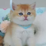 Altın Parıltısı Golden Ny12 British Shorthair Yavrumuz