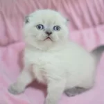 Pamuk Tüylü Blue Point Scottish Fold Shorthair