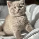 Aşırı Sevimli Lilac British Shorthair