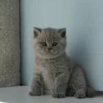 Topaç Kafa Gri British Shorthair