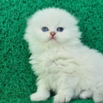 Inci Tanemiz Ns1133 Silver Scottish Fold Longhair