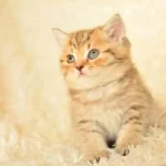 Golden Tabby Ny24 British Shorthair