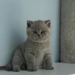 Topaç Kafa Gri British Shorthair