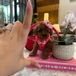 Güzeller Güzeli Micro Toy Poodle Yavrusu Sizi Bekliyor