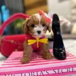 Sevimliliğin Zirvesi Secereli Micro Boy Maltipoo Yavrusu