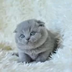 Muhteşem Top Kafa Gri Scottish Fold Yavrular