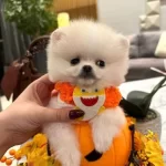 Kraliyet Güzelliği Secereli Micro Boy Pomeranian Boo