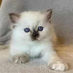 Fındık Burun Chocolate Point British Shorthair