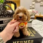 Pamuk Şeker Güzelliğinde Secereli Micro Boy Maltipoo