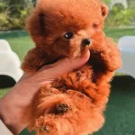 Ultra Premium Kore Toy Poodle Red Brown Renk Güzelliği