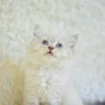 İngiliz Vaşak Lynx British Longhair