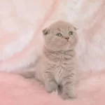 Top Kafa Lilac Scottish Fold Shorthair