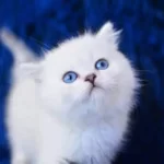 Üst Seviye Silver British Shorthair Yavrumuz Ns1133