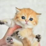 Şampiyonluk Güzelliğinde Ny11 Golden British Shorthair