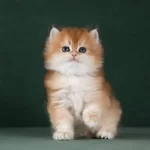 Muhteşem Kalitede Golden British Longhair