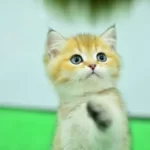 Şampiyon Anne Babanın Yavrusu Golden British Shorthair